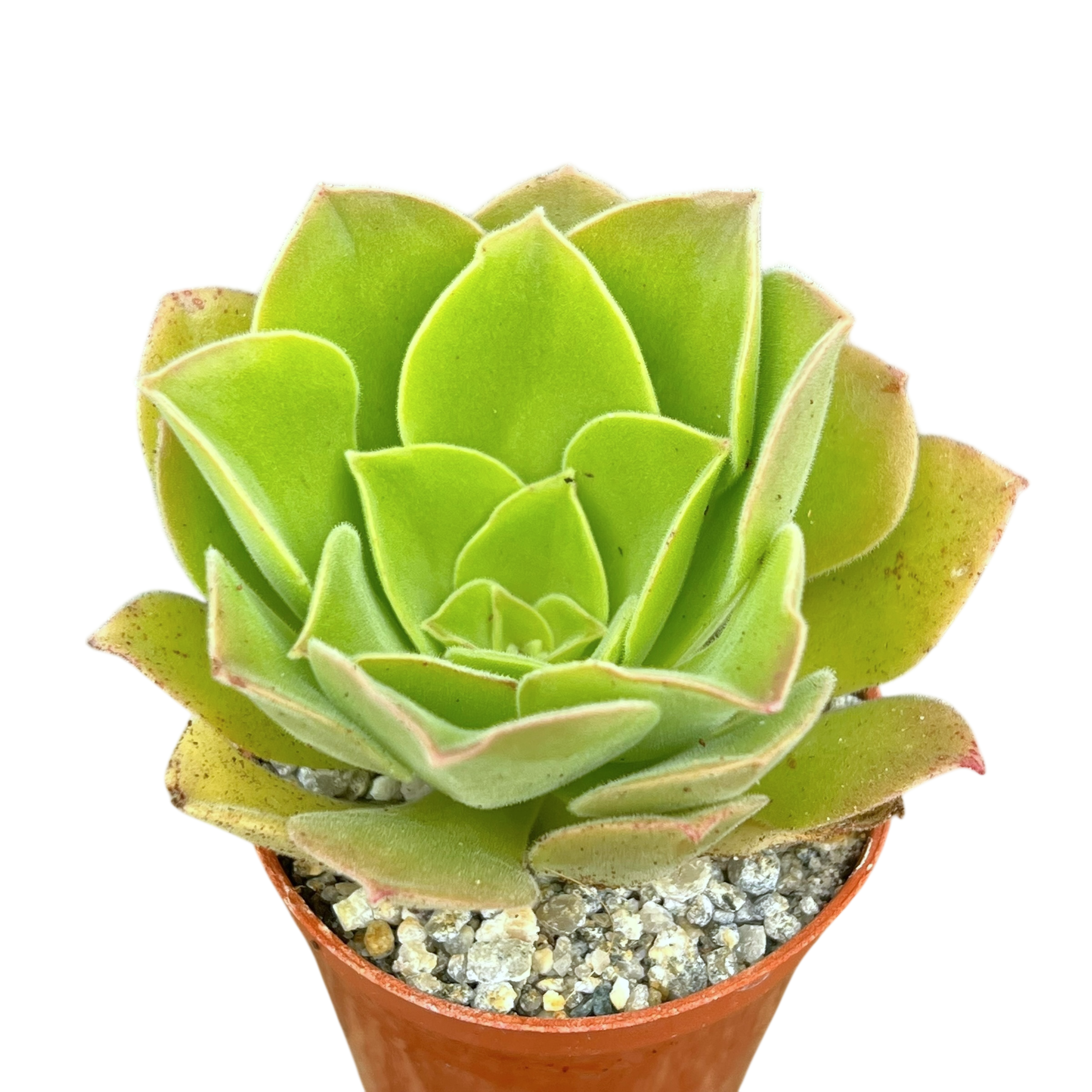 Aeonium longithyrsum
