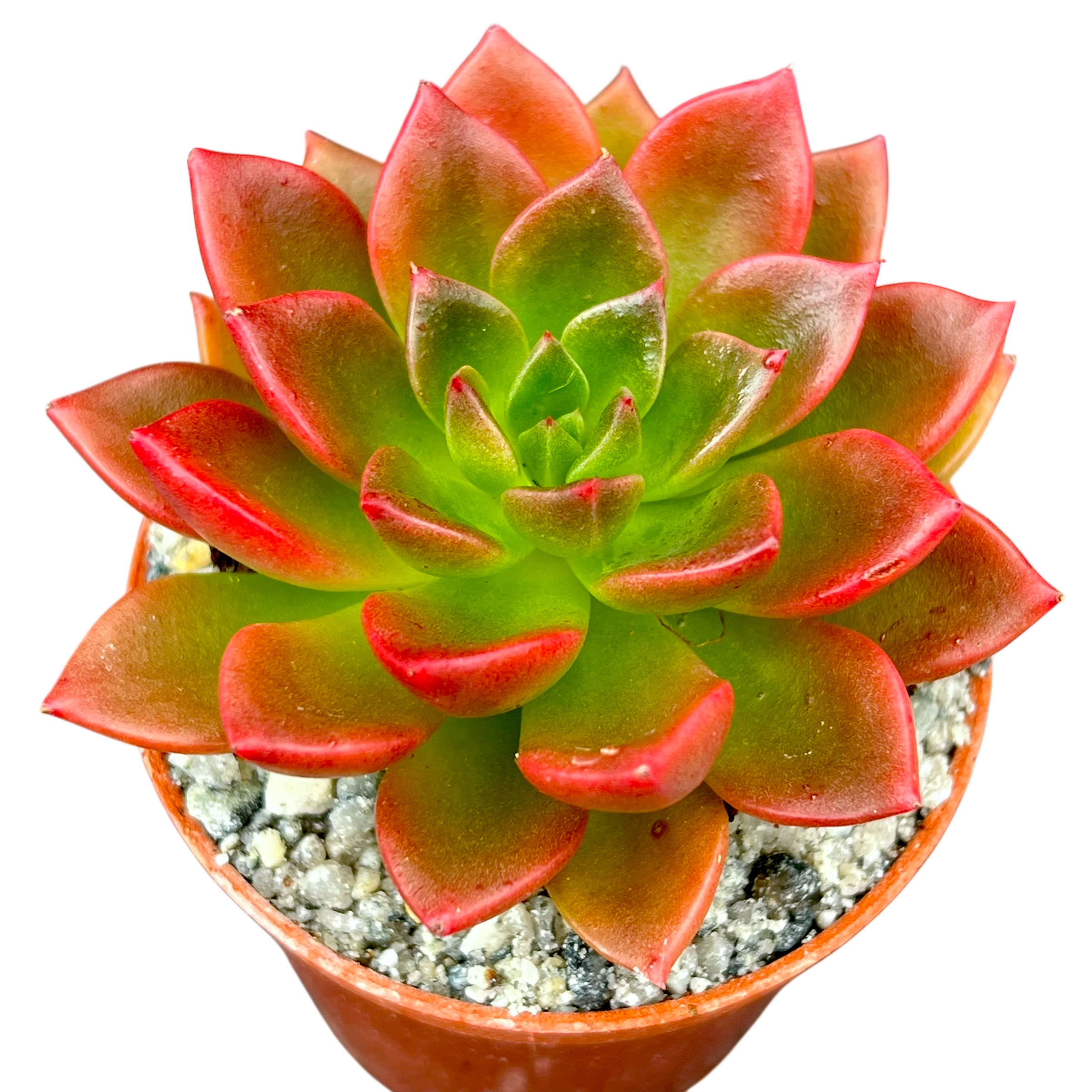 Echeveria 'Telstar'