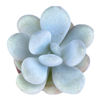 Pachyphytum bracteosum
