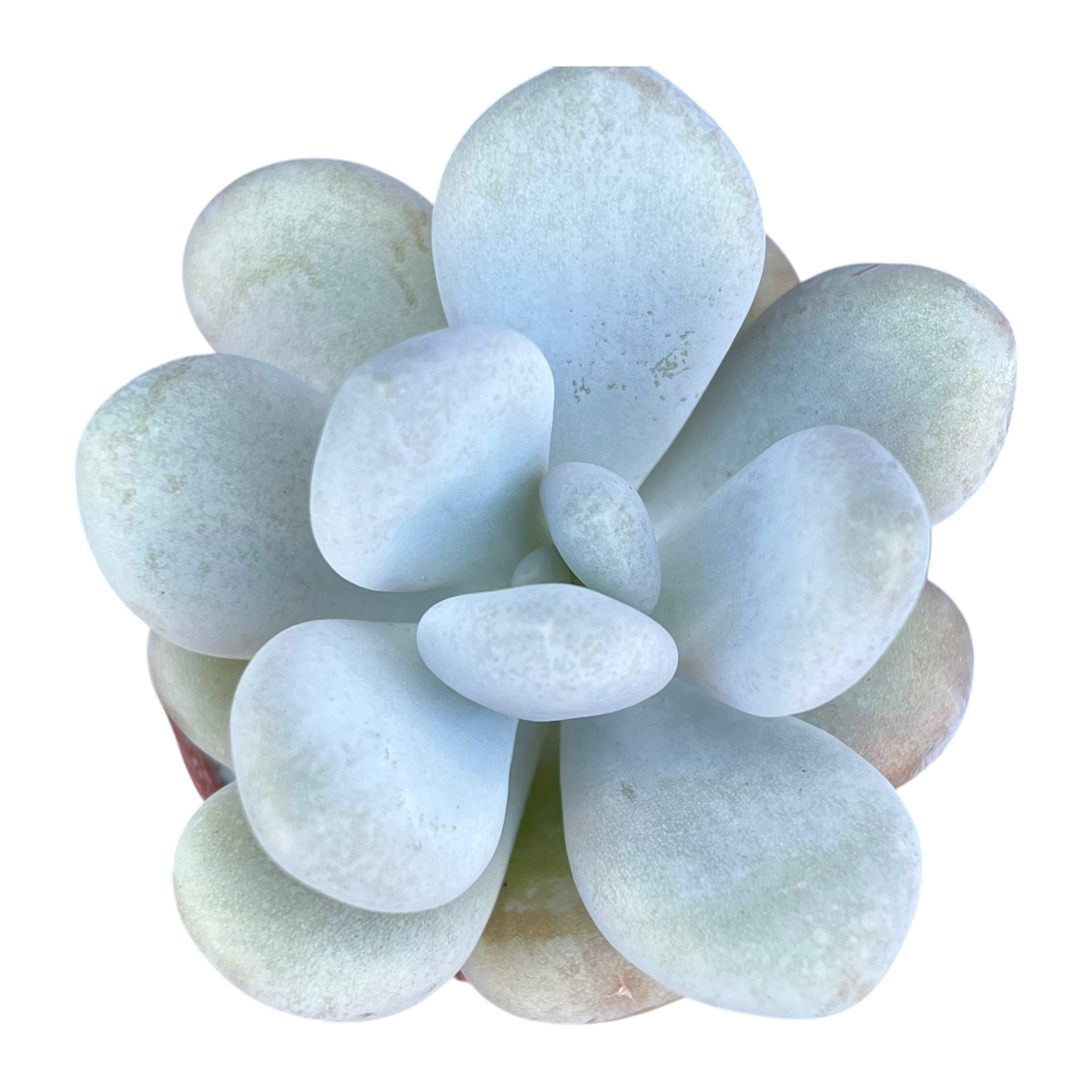 Pachyphytum bracteosum