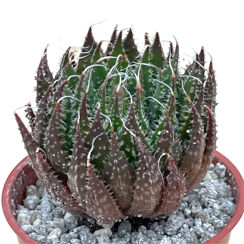 Aloe aristata