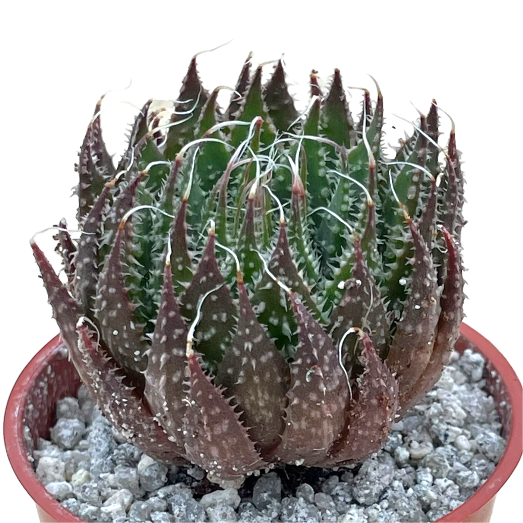 Aloe aristata
