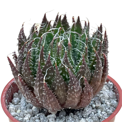 Aloe aristata