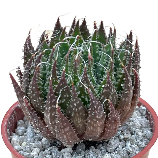 Aloe aristata