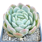 Echeveria elegans