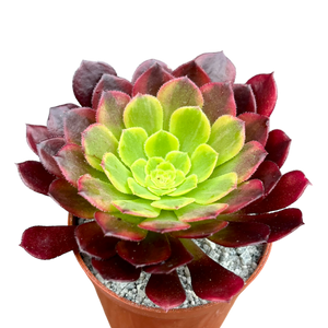 Aeonium 'Fiesta'