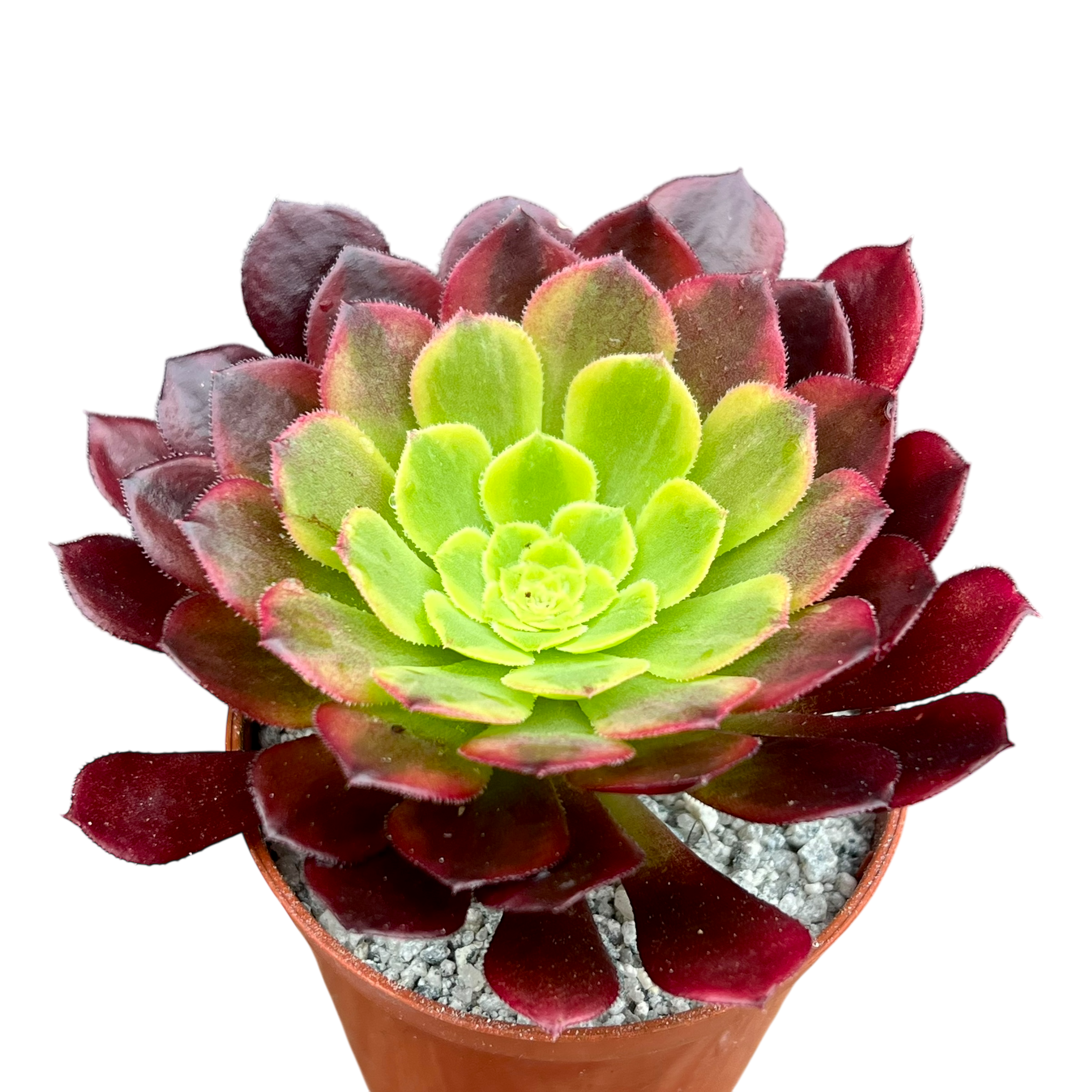 Aeonium 'Fiesta'