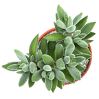 Crassula 'Surprise Party'