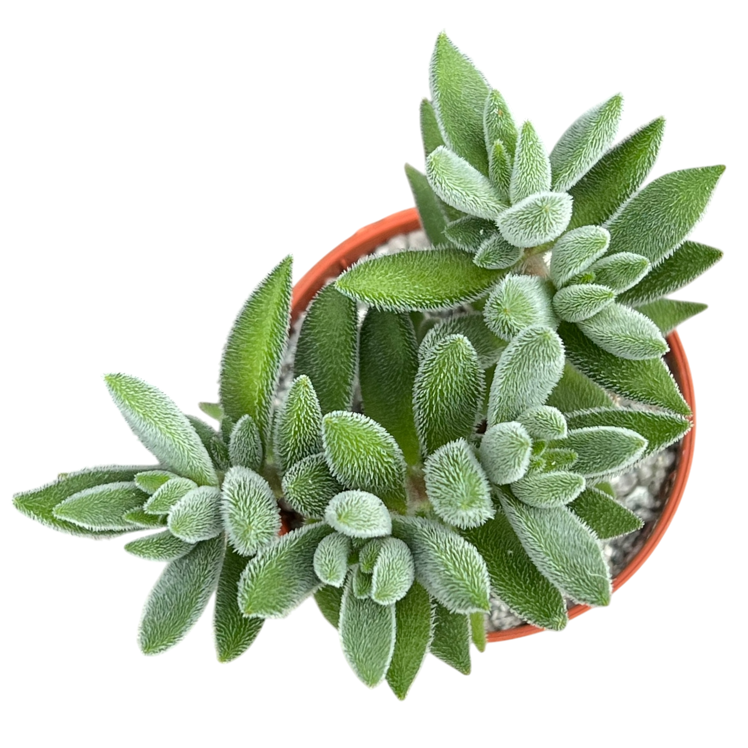 Crassula 'Surprise Party'