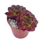 Jovibarba heuffelii 'Mystique'