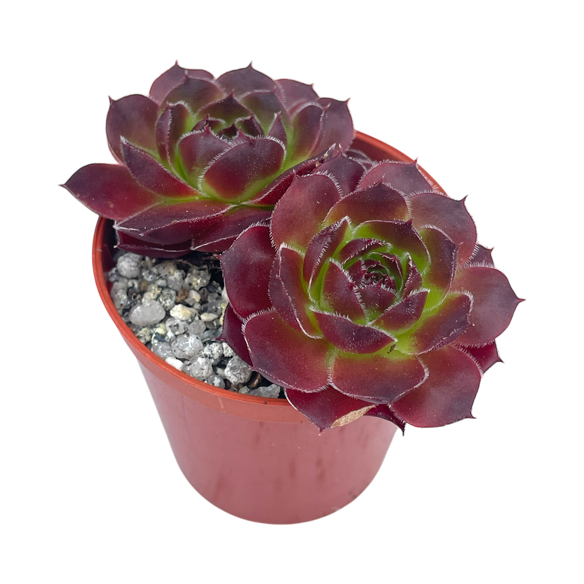 Jovibarba heuffelii 'Mystique'