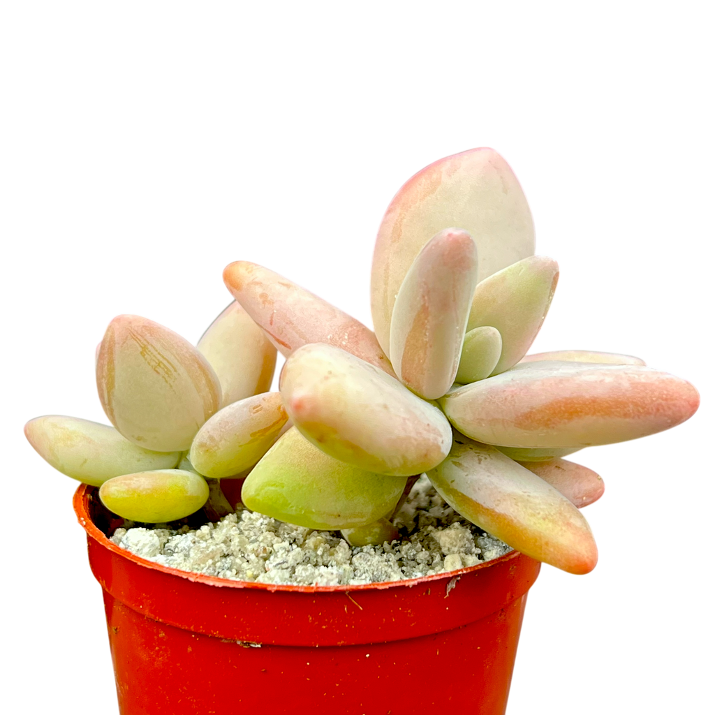 Pachyphytum werdermannii