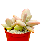 Pachyphytum werdermannii