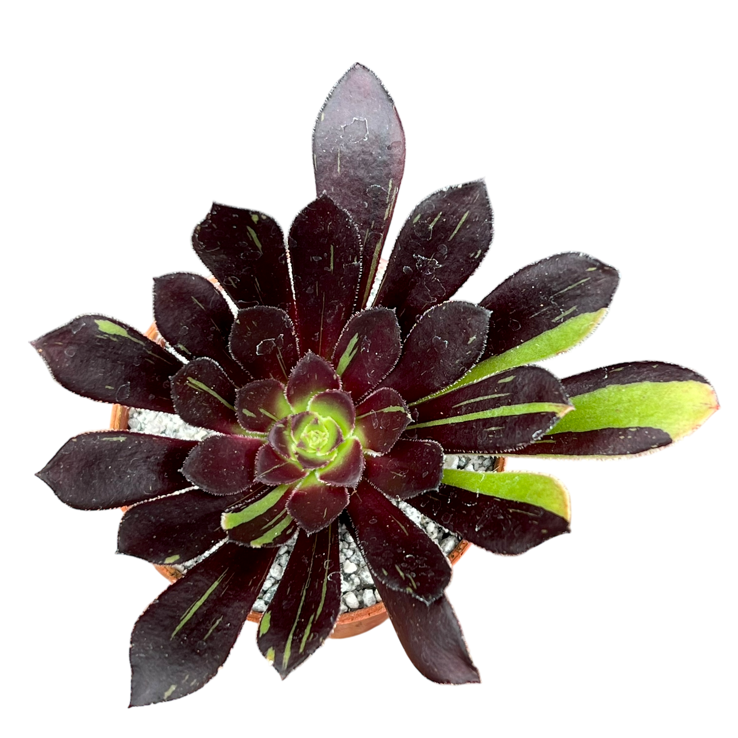 アエオニウム 'ビッグバン' – Surreal Succulents