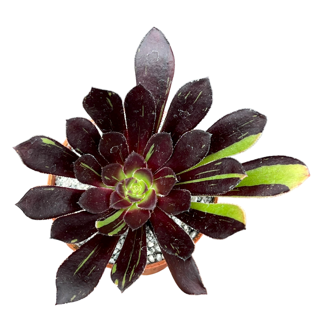 Aeonium 'Big Bang'