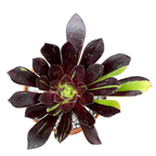 Aeonium 'Big Bang'