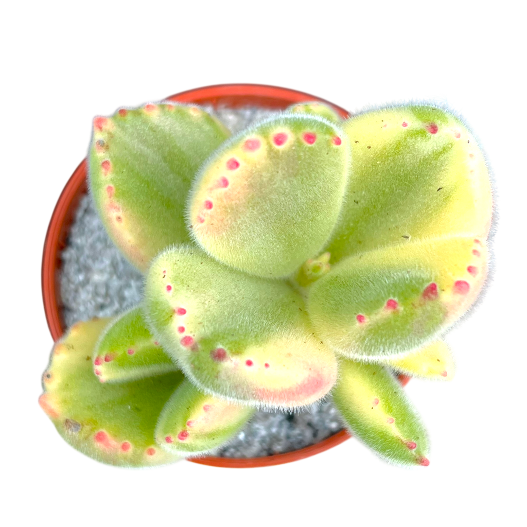 Cotyledon ladismithiensis variegata