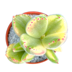 Cotyledon ladismithiensis variegata