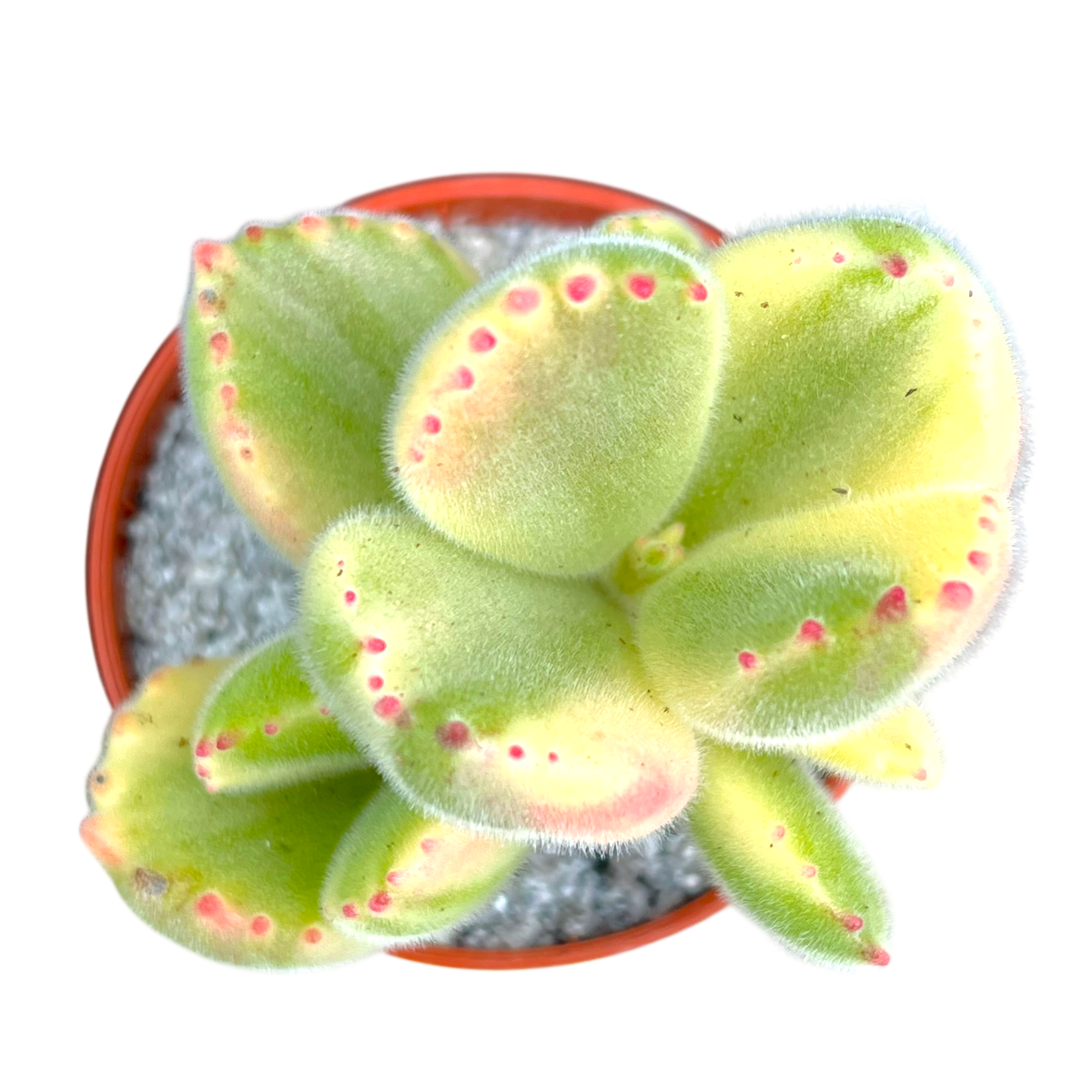 Cotyledon ladismithiensis variegata