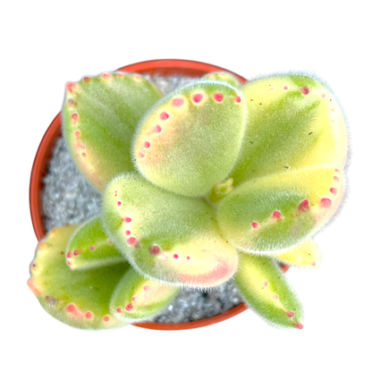 Cotyledon ladismithiensis variegata