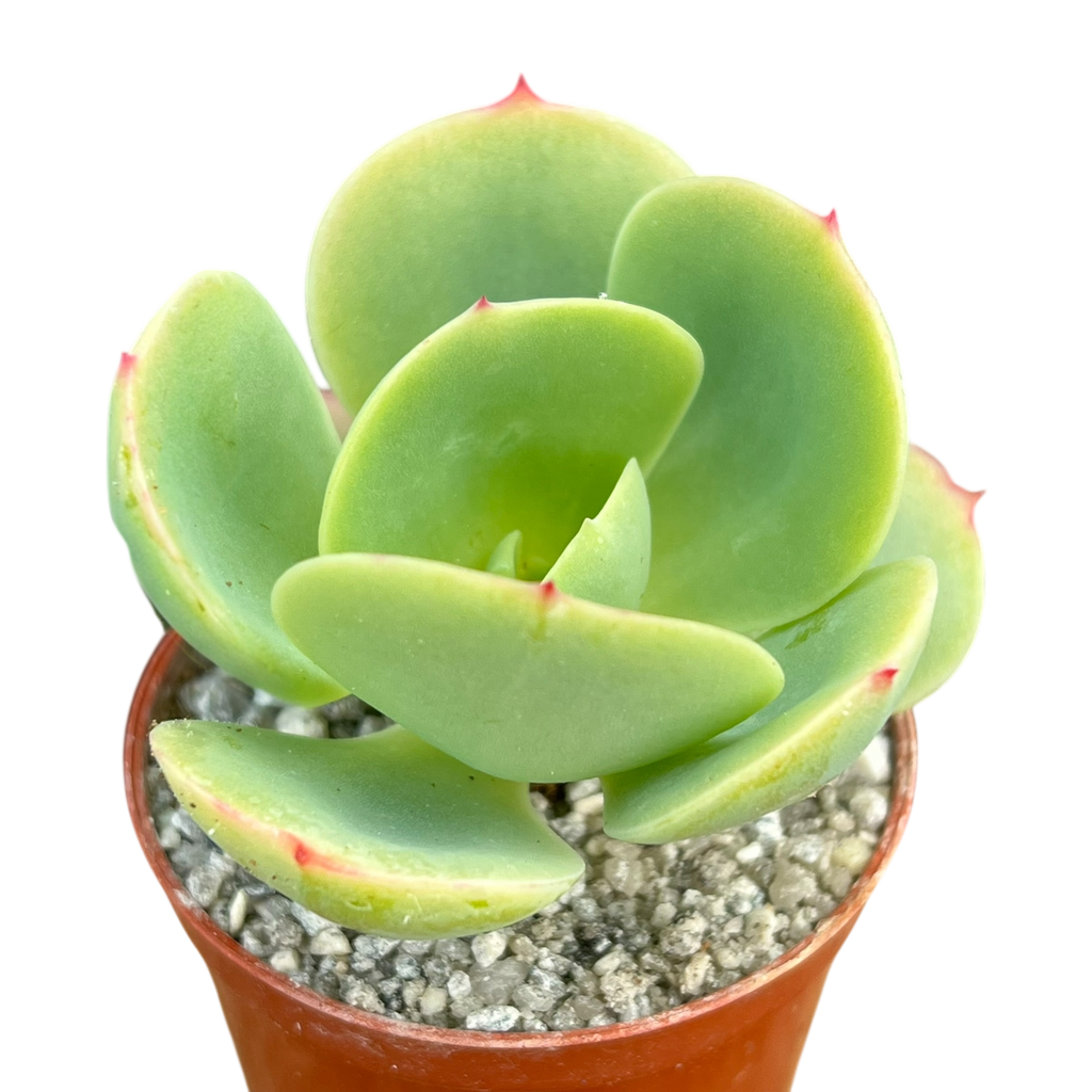peach pride succulent Echeveria 'Peach Pride' – Surreal Succulents