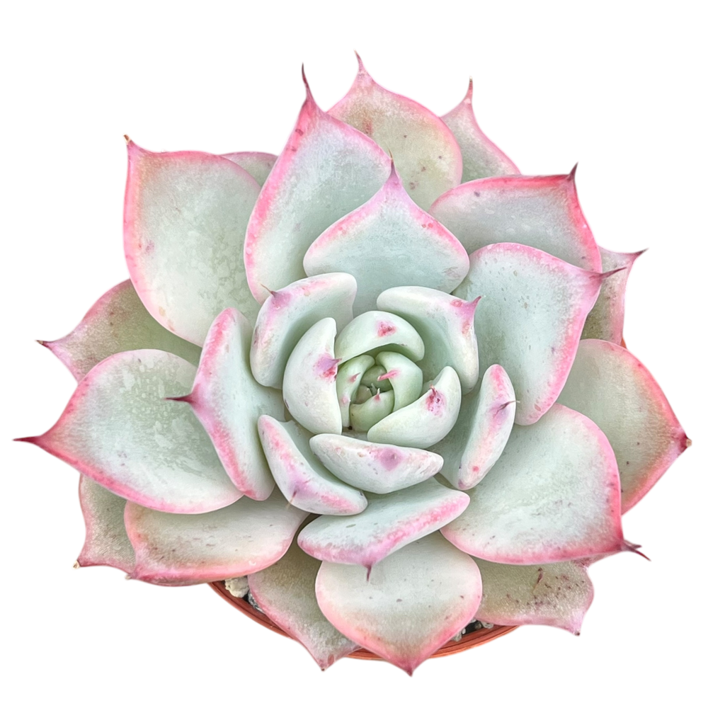 Echeveria 'Larega'