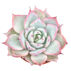 Echeveria 'Larega'