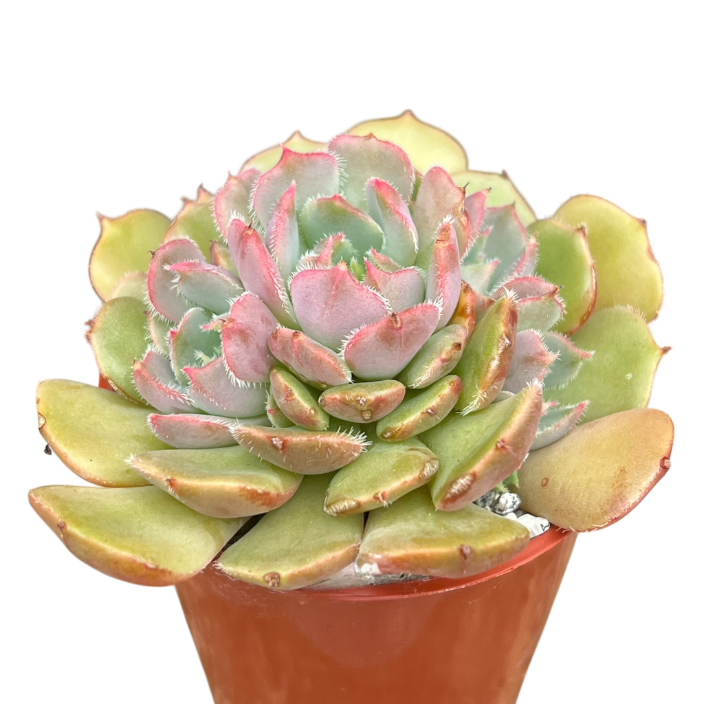 Echeveria 'Pastel Rose'