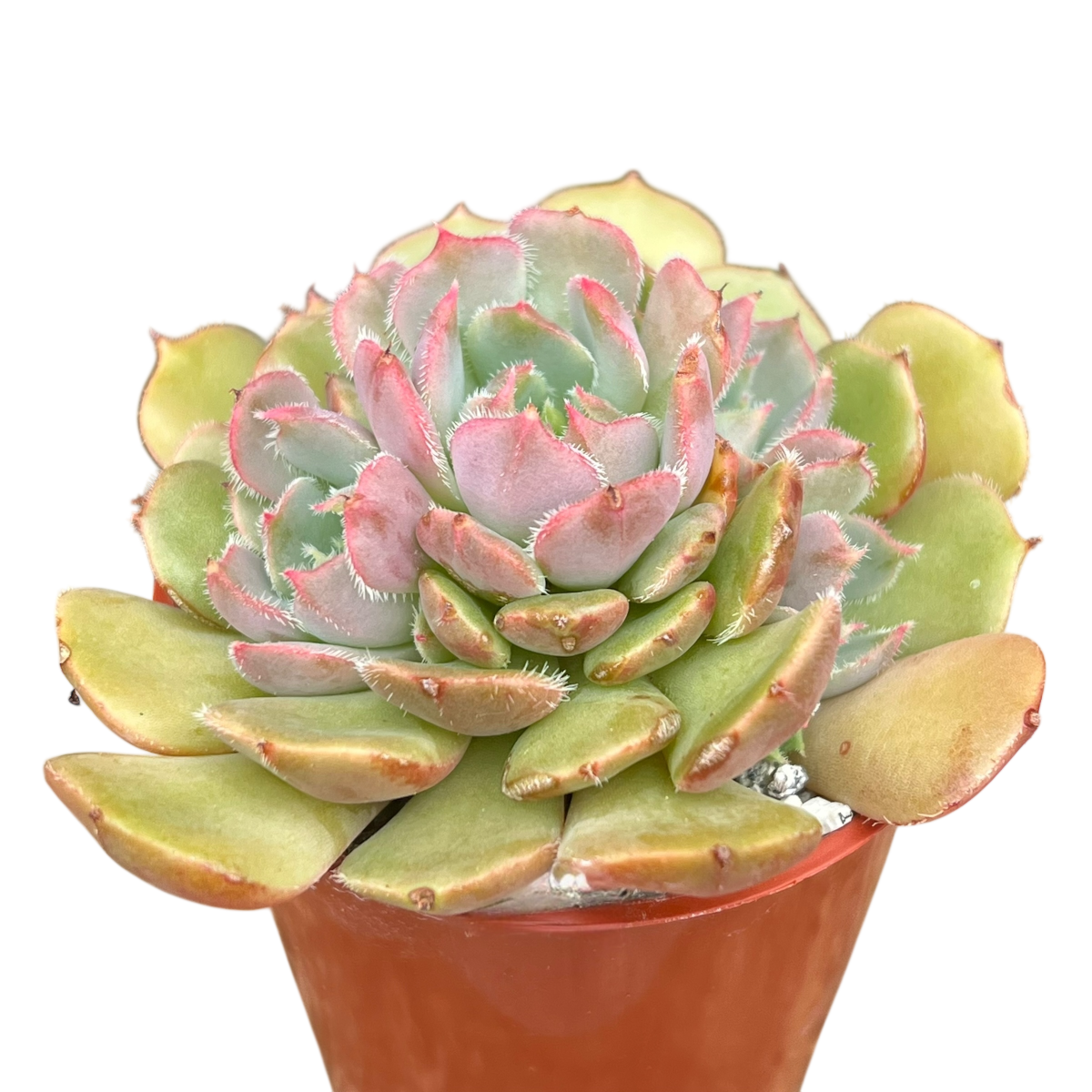 Echeveria 'Pastel Rose'