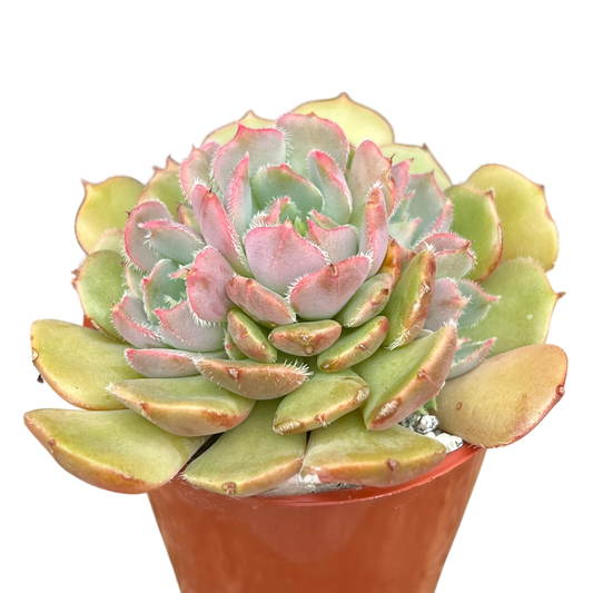 Echeveria 'Pastel Rose'