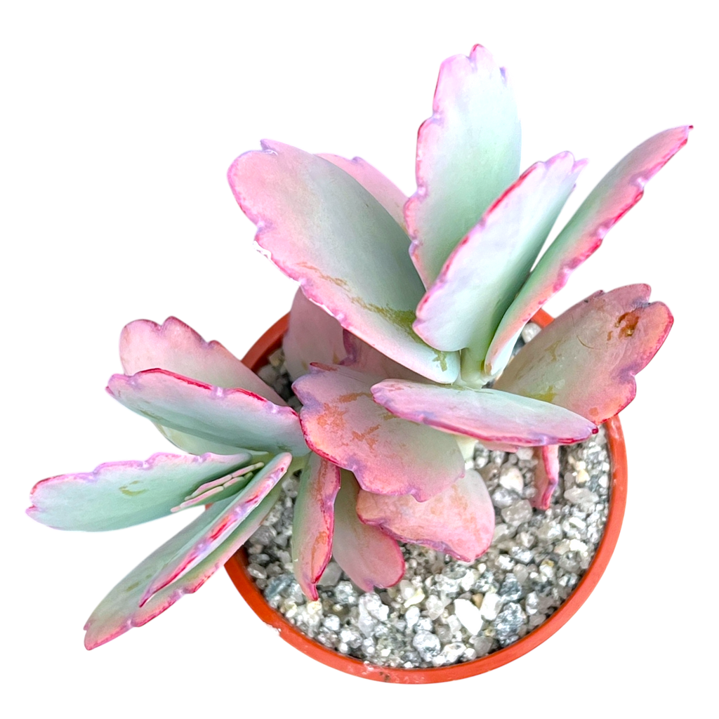 Kalanchoe fedtschenkoi | Lavender Scallops