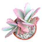 Kalanchoe fedtschenkoi | Lavender Scallops