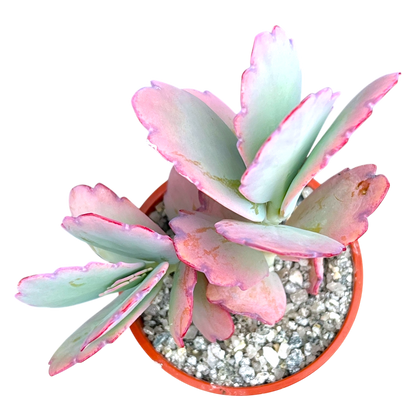 Kalanchoe fedtschenkoi (Lavender Scallops)
