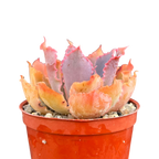 Echeveria 'Neon Breaker'