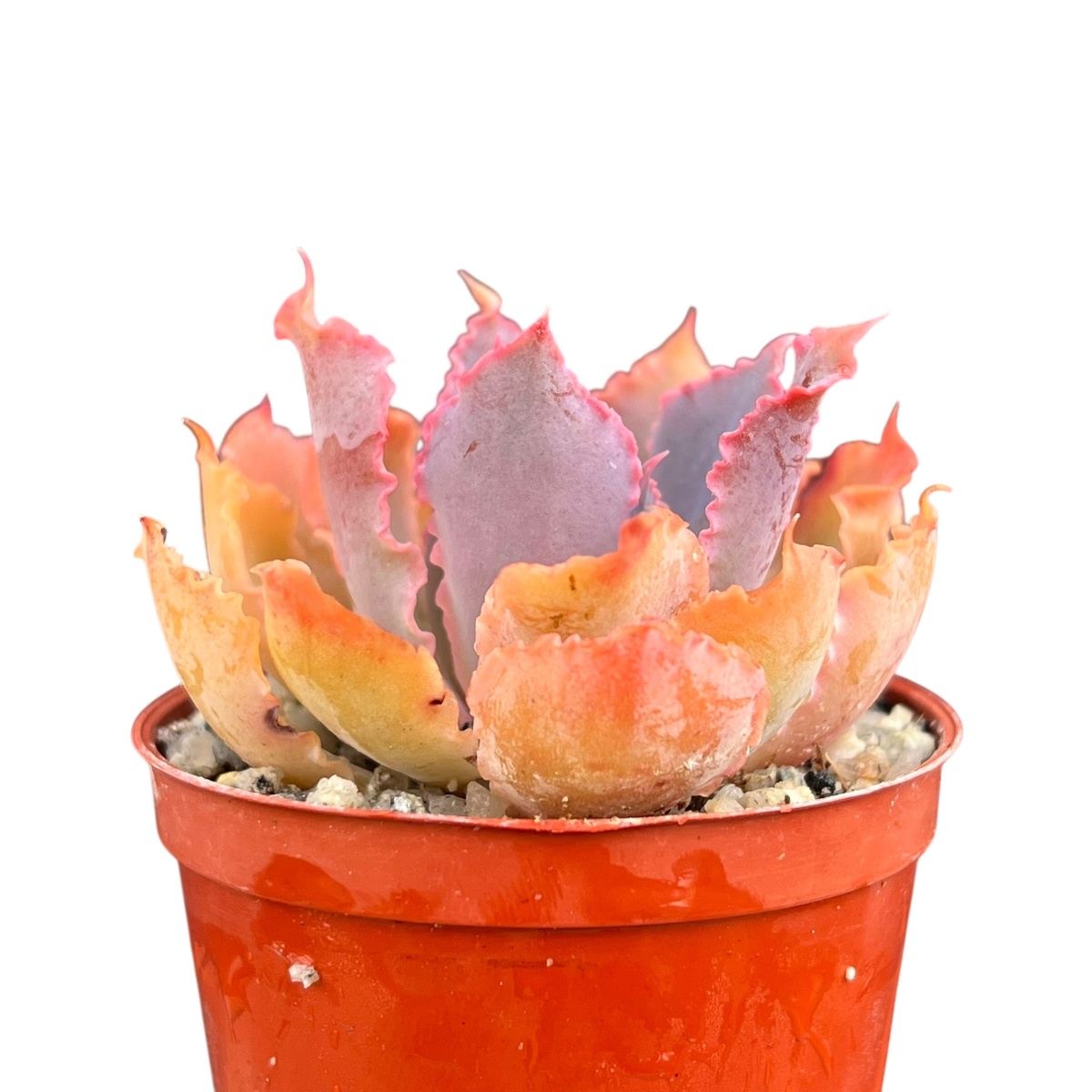 Echeveria 'Neon Breaker'