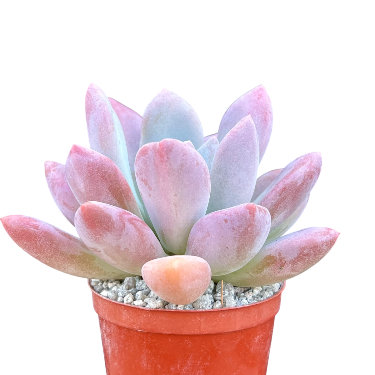 opal succulent x Pachyveria 'Opalina' – Surreal Succulents