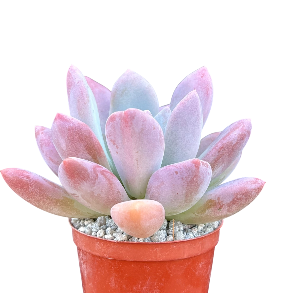 x Pachyveria 'Opalina'