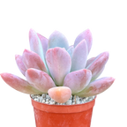 x Pachyveria 'Opalina'