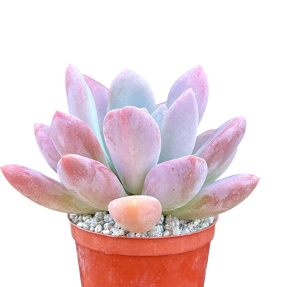 x Pachyveria 'Opalina'