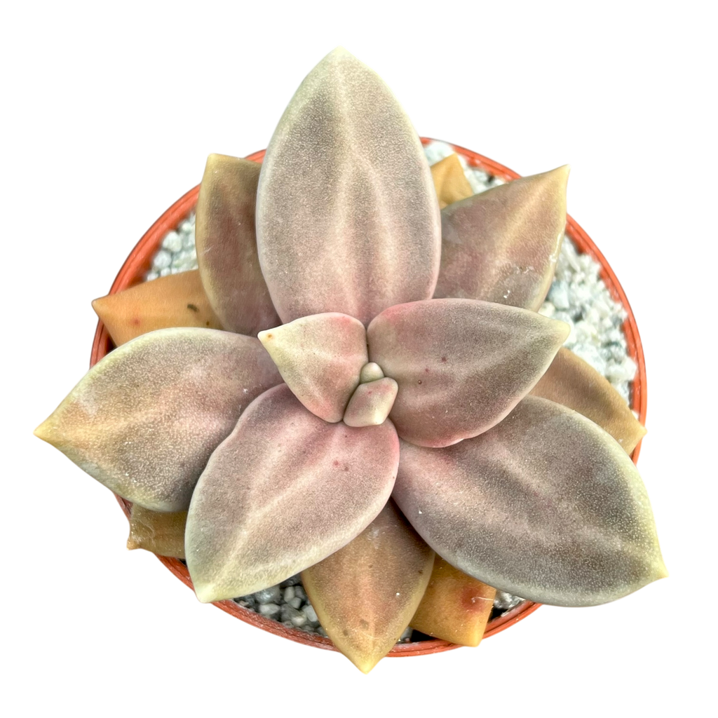 Echeveria xichuensis