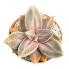 Echeveria xichuensis