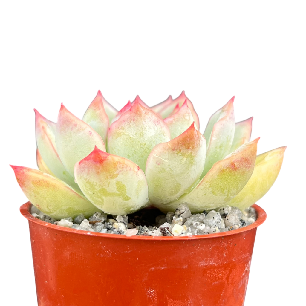 Echeveria 'Ileene'