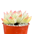 Echeveria 'Ileene'