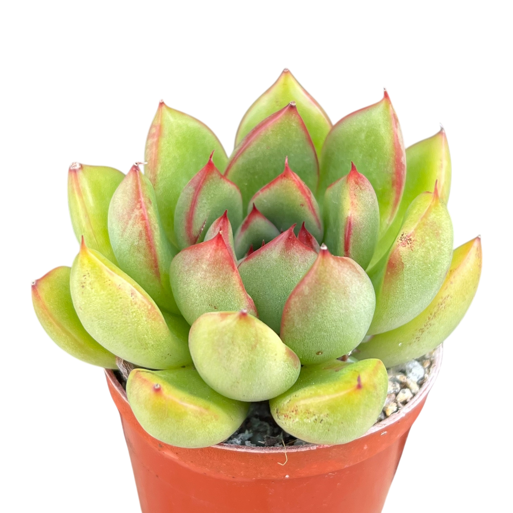 Echeveria agavoides x pulidonis