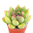 Echeveria agavoides x pulidonis