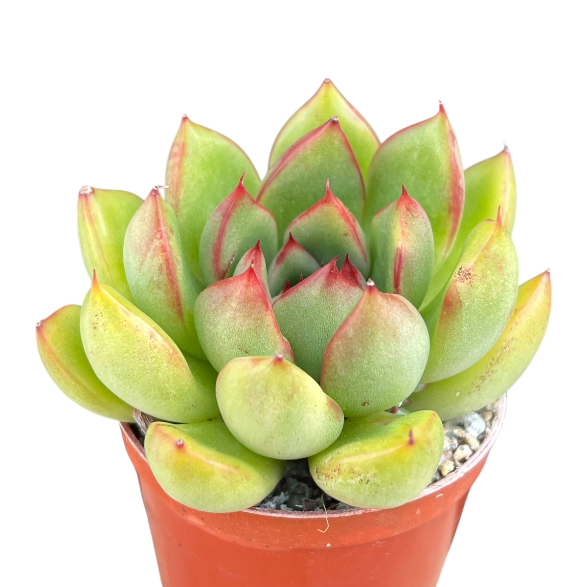 Echeveria agavoides x pulidonis