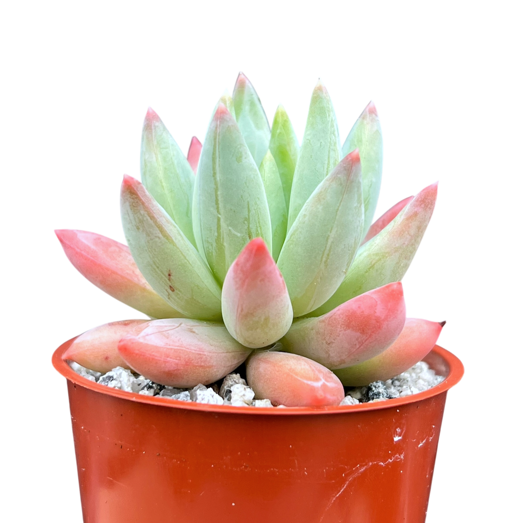 x Pachyveria 'Tuatara'
