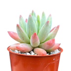 x Pachyveria 'Tuatara'