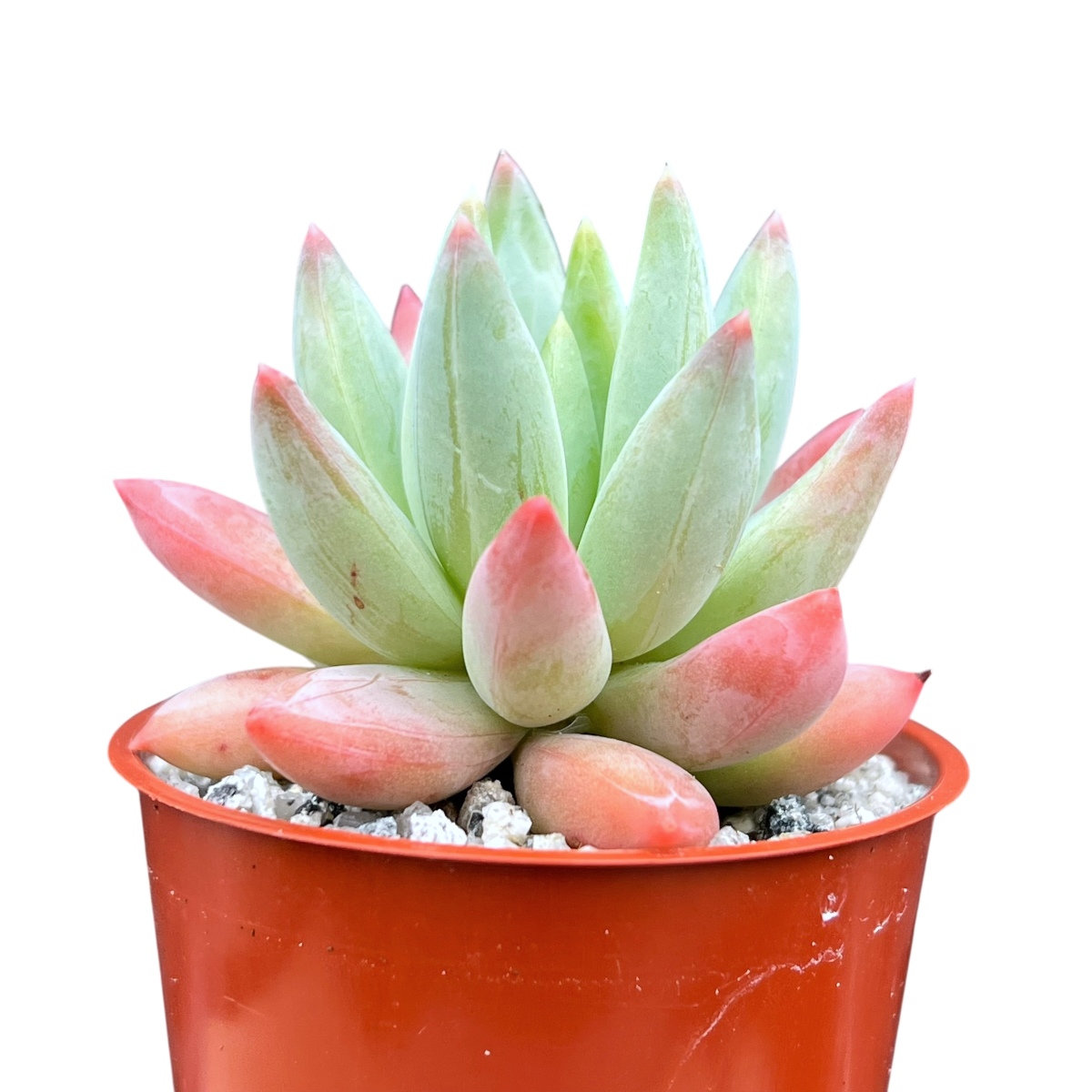 x Pachyveria 'Tuatara'