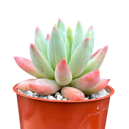 x Pachyveria 'Tuatara'